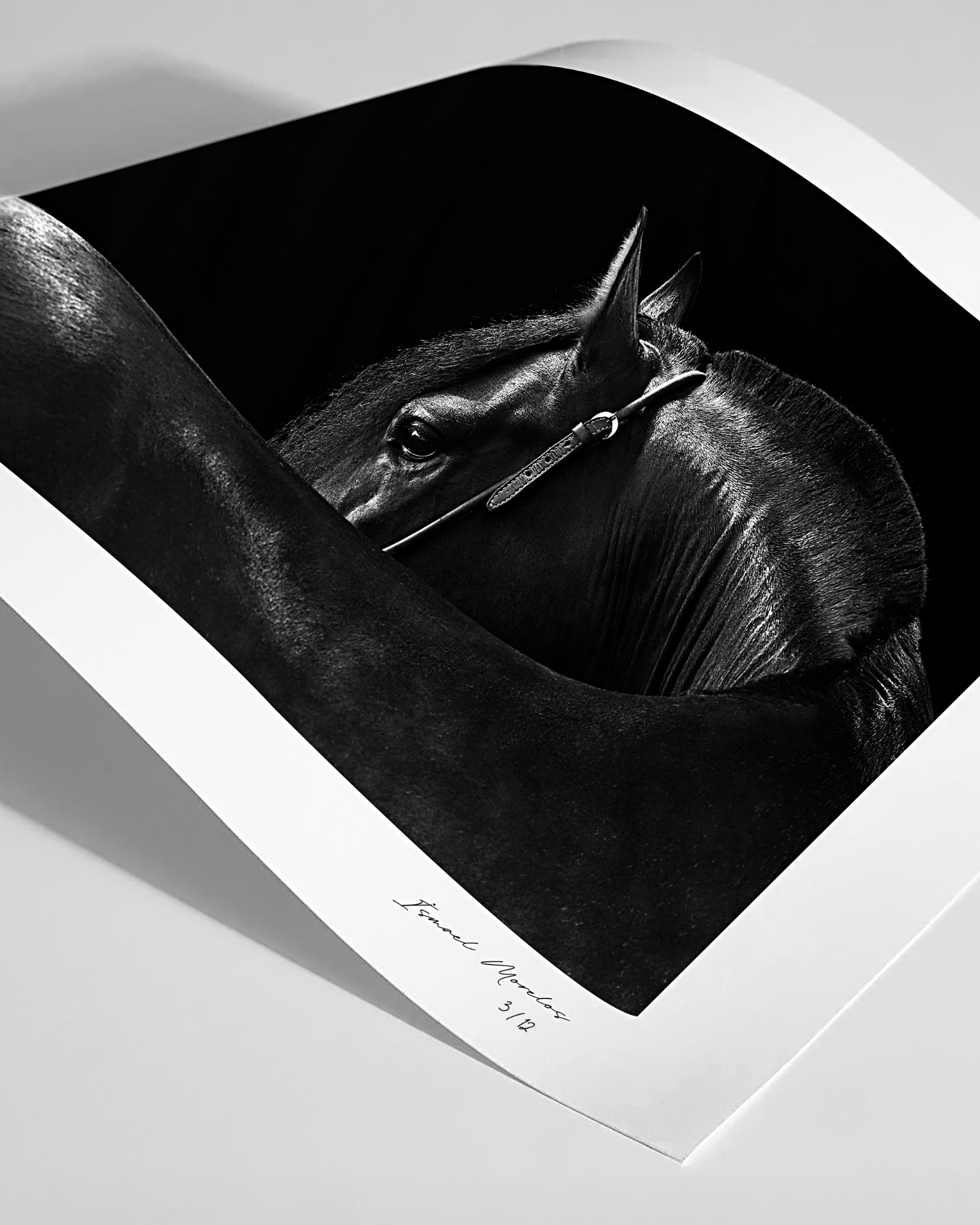 Equestrian fine art print study in black and white